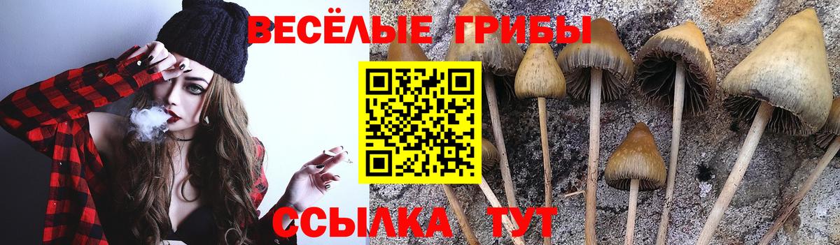 Галлюциногенные грибы Psilocybine cubensis  Вход с VPN  Галлюциногенные грибы мухоморы  Богданович 